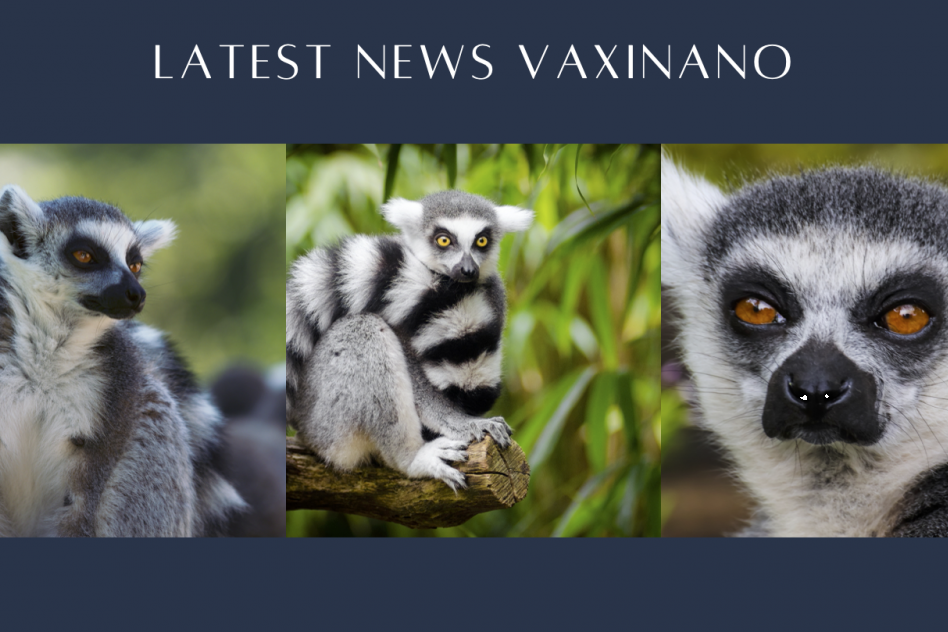 Vaccination campaign against toxoplasmosis - lemurs