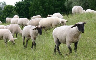 Sheep Toxoplasmosis Vaccination