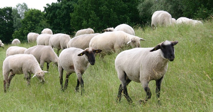 Sheep Toxoplasmosis Vaccination