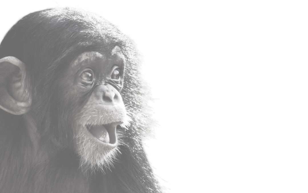 Non-Human Primate Vaccination