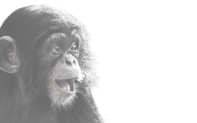 Non-Human Primate Vaccination