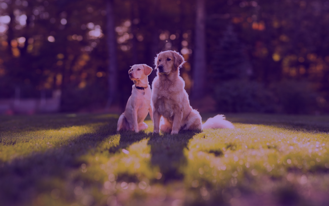 Canine Leishmaniasis Vaccination Study