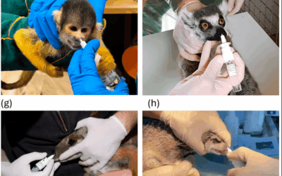 Impact of the Vaccination on Toxoplasmosis Mortality in Zoos